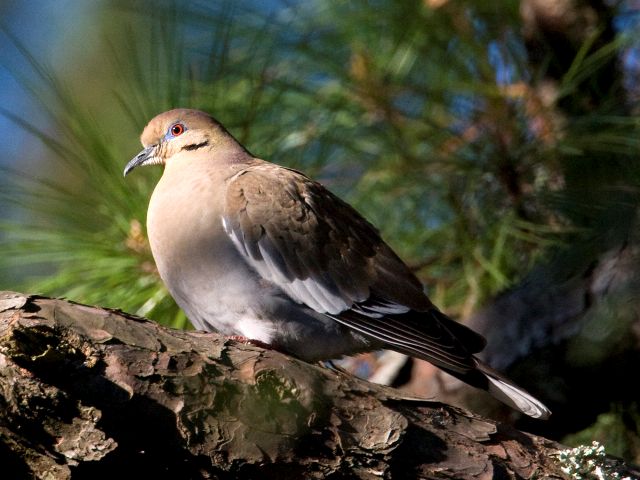 White-winged Dove